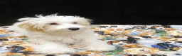 Maltipoo dogs for sale: Saxen - Ad 4