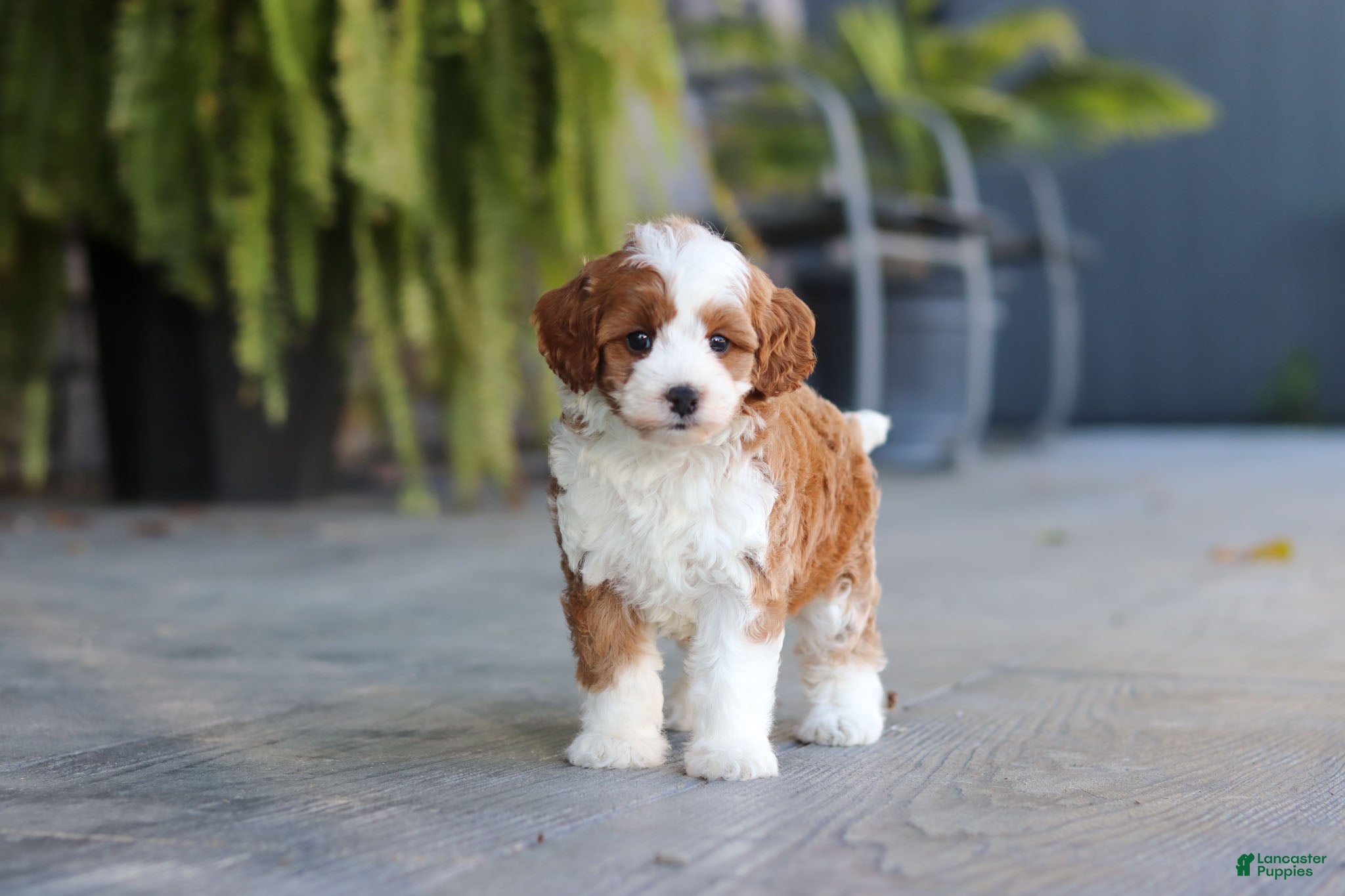 Pumpkin (Cavapoo, Female) in Dundee, OH