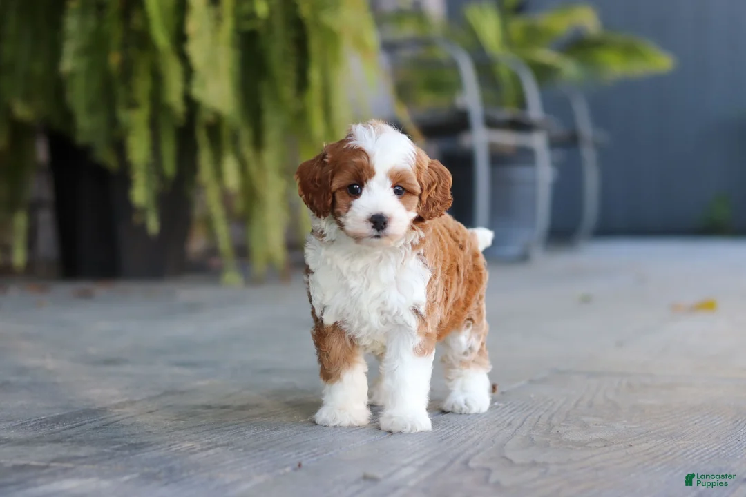 Cavapoo dogs for sale: Pumpkin - Ad 1