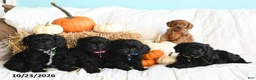 Cavapoo dogs for sale: Bear - Ad 3