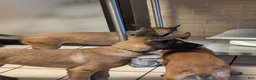 Belgian Malinois dogs for sale: Belgian Malinois 3 - Ad 13