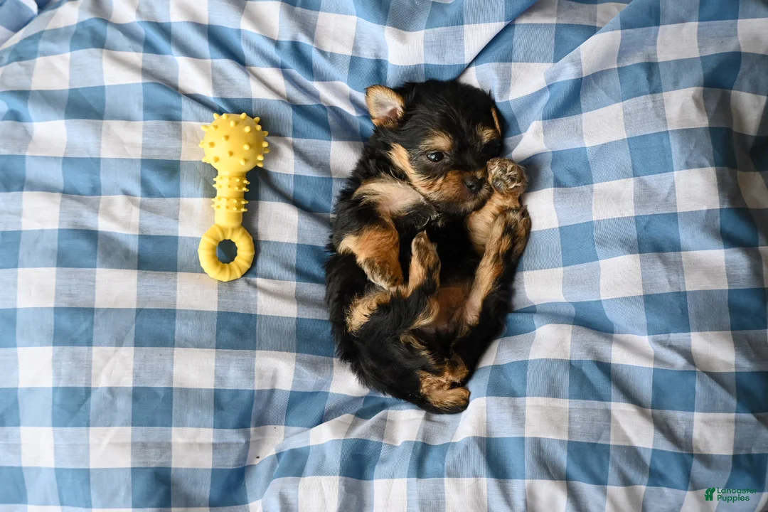 Morkie dogs for sale: Joe - Ad 4