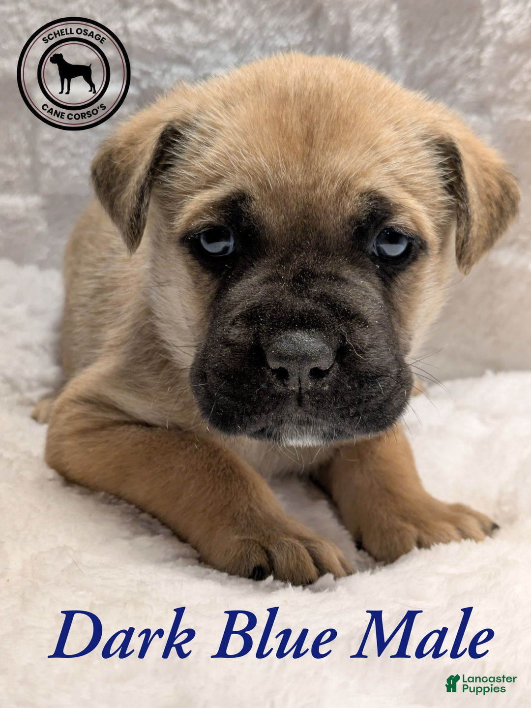 Cane Corso dogs for sale: Dark Blue - Ad 5