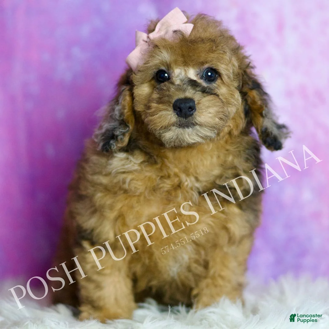 Toy Poodle dogs for sale: Darling - Ad 2