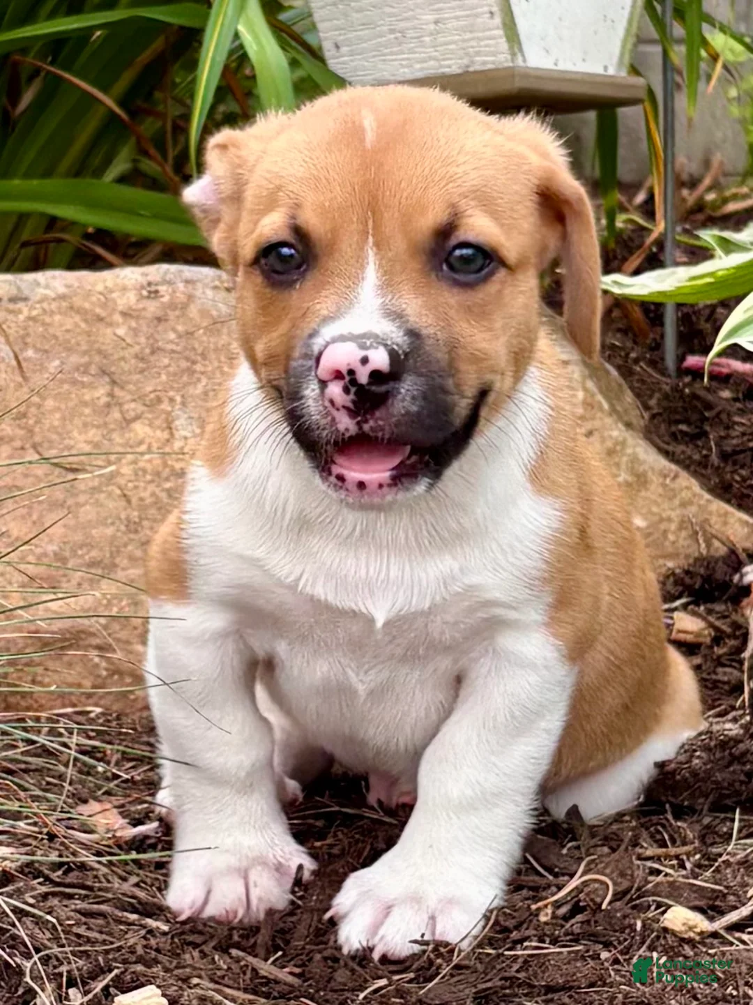Welsh Corgi Pembroke dogs for sale: Pierre  - Ad 1