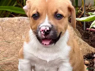 Welsh Corgi Pembroke dogs Pierre - Ad 13