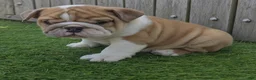 English Bulldog dogs for sale: Diesel - Ad 4