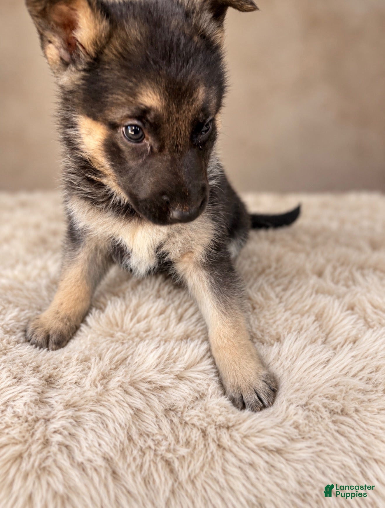 German Shepherd dogs German Shepherd female 1  - Ad 40