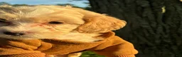 Cockapoo dogs for sale:  7. Tanner - Ad 3
