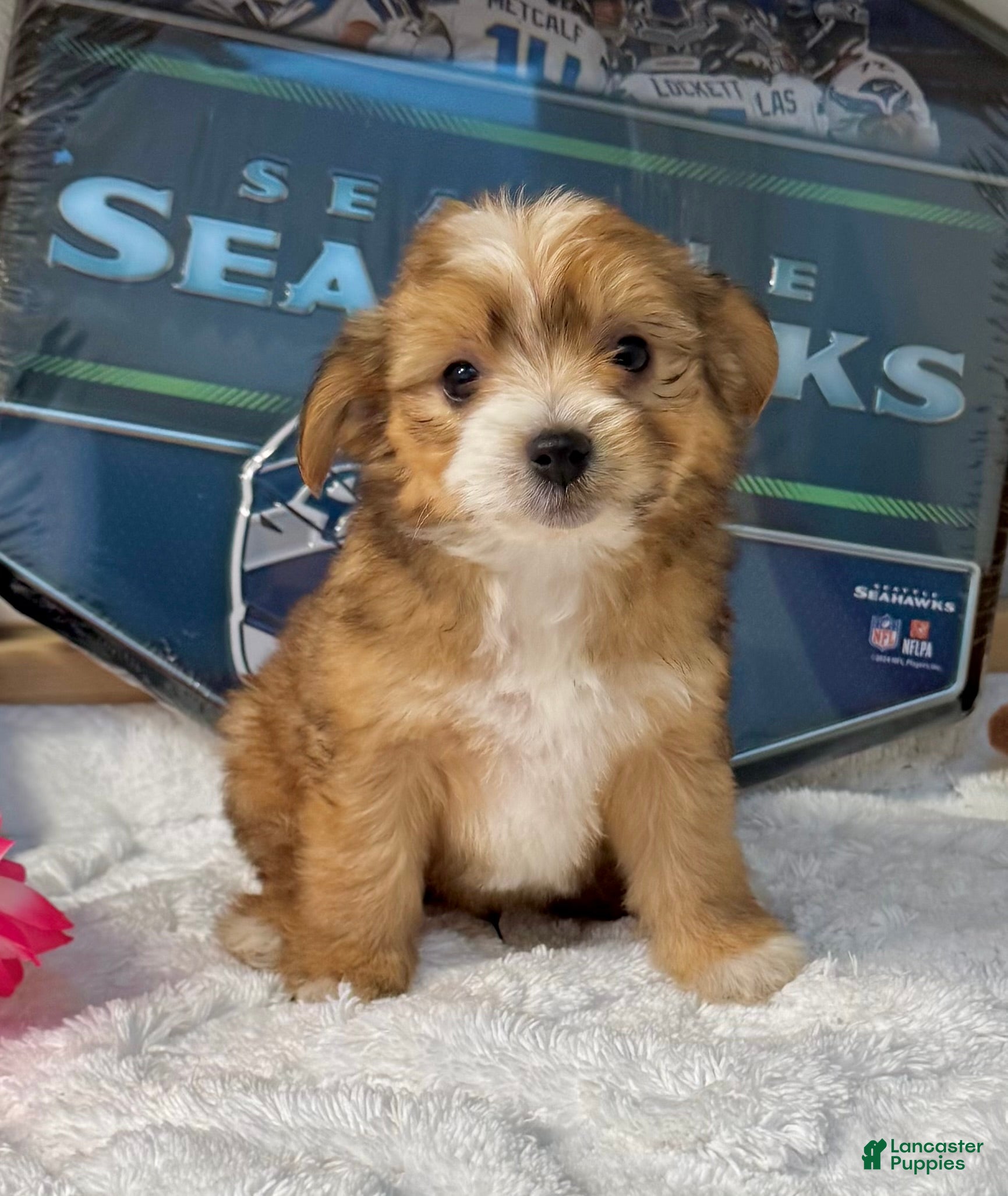 Mixed Breed dogs for sale: Malchi 1  - Ad 22