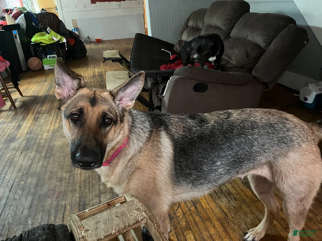 German Shepherd dogs for sale: German Shepherd 1 - Ad 3