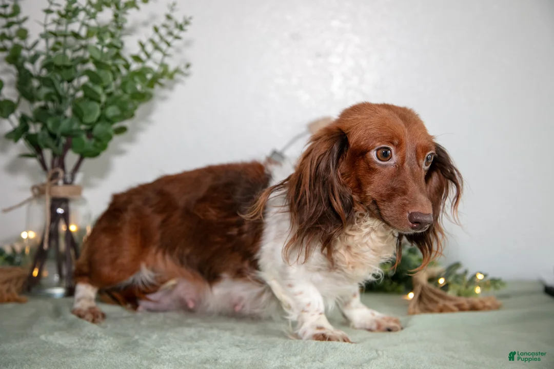 Miniature Dachshund dogs for sale: Howie - Ad 4