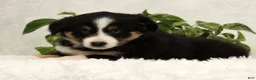 Miniature Australian Shepherd dogs for sale: Sage - Ad 8