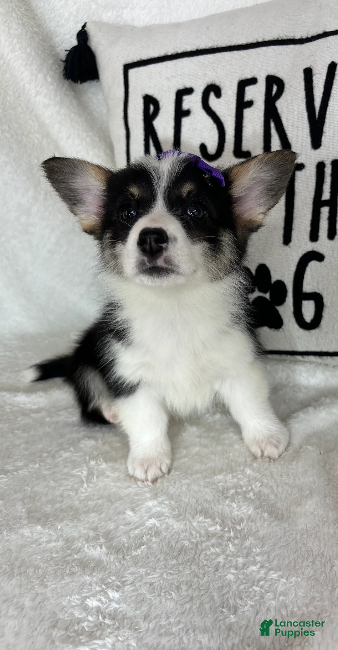 Welsh Corgi Pembroke dogs for sale: Chloe - Ad 1