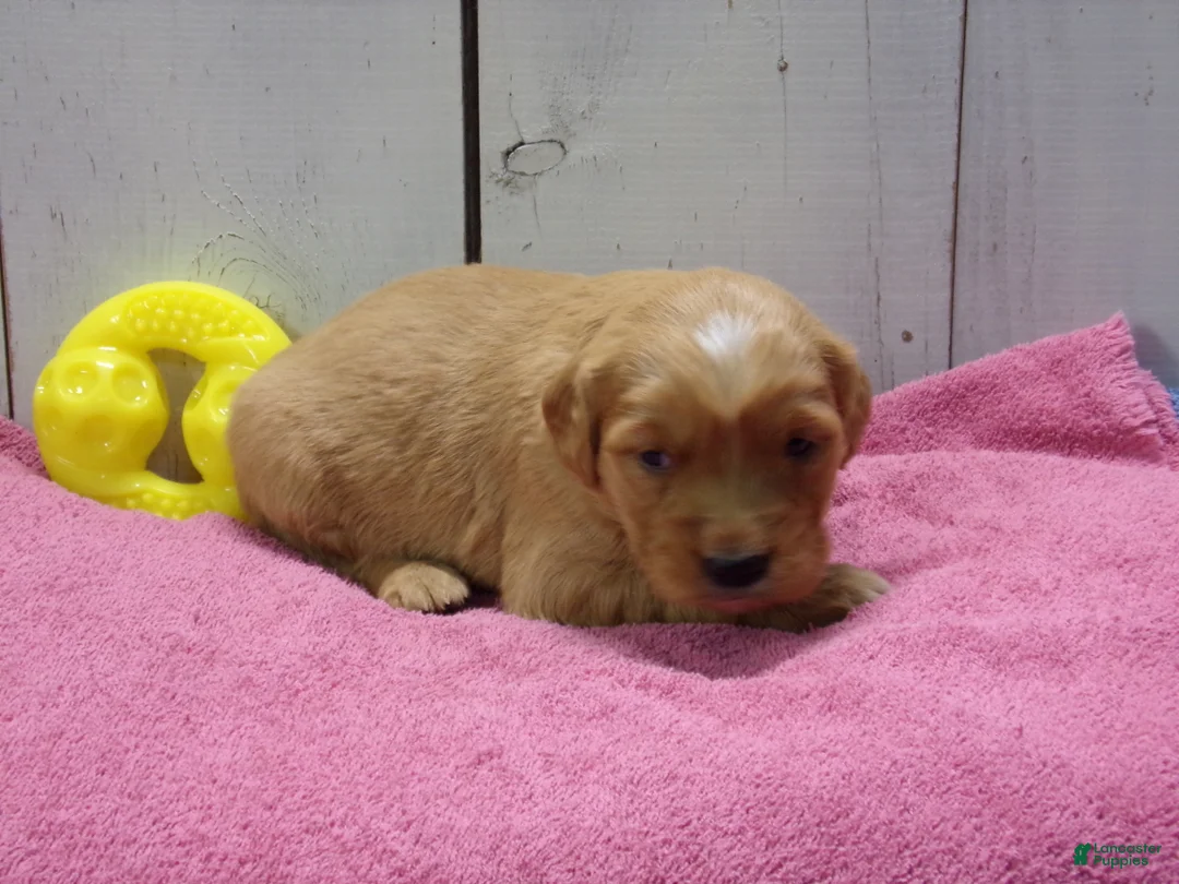 Golden Retriever dogs for sale: Beatrice - Ad 2