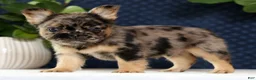 French Bulldog dogs for sale: Jacob - Ad 2