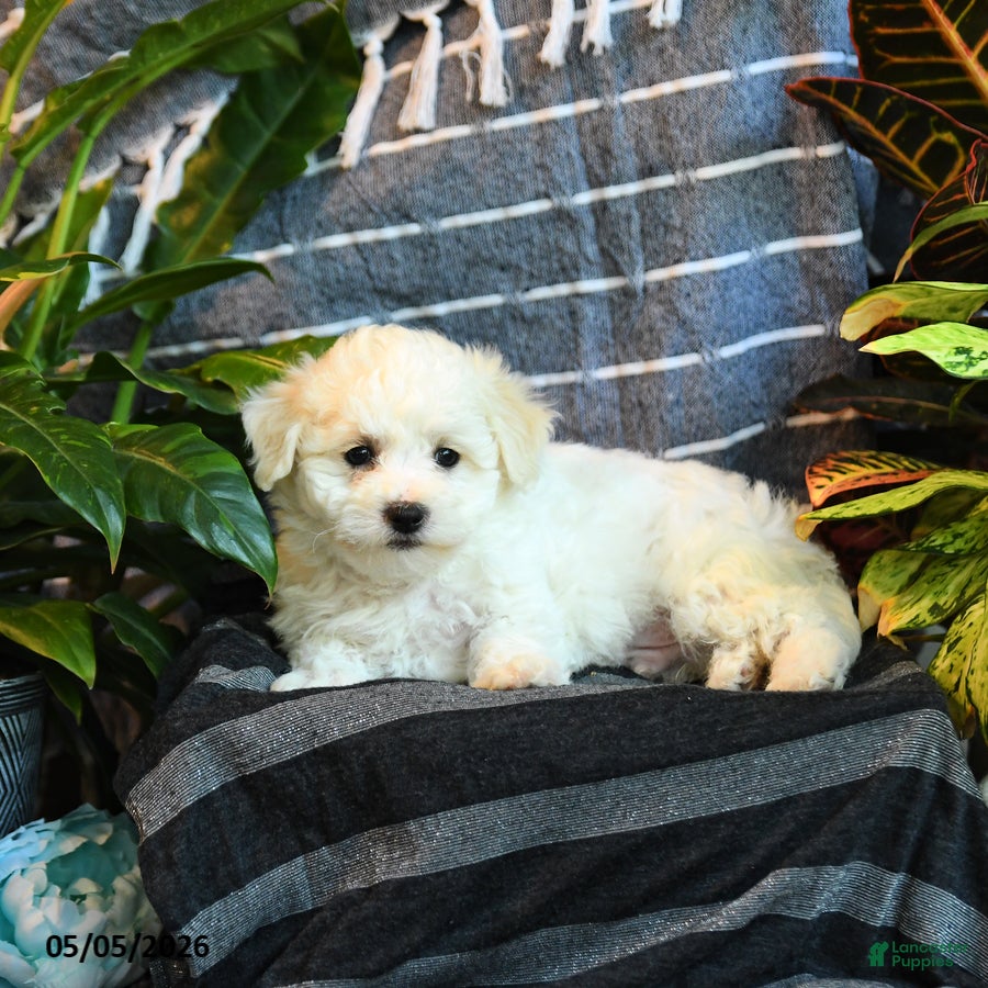 Bichon Frise dogs Popcorn - Ad 2