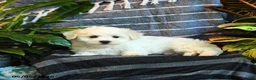 Bichon Frise dogs for sale: Popcorn - Ad 2