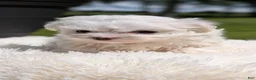 Maltese dogs for sale: Mason - Ad 7