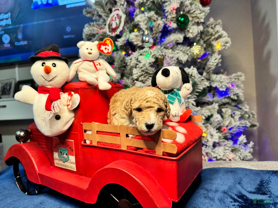 Toy Poodle dogs for sale: Nicholas - Ad 3