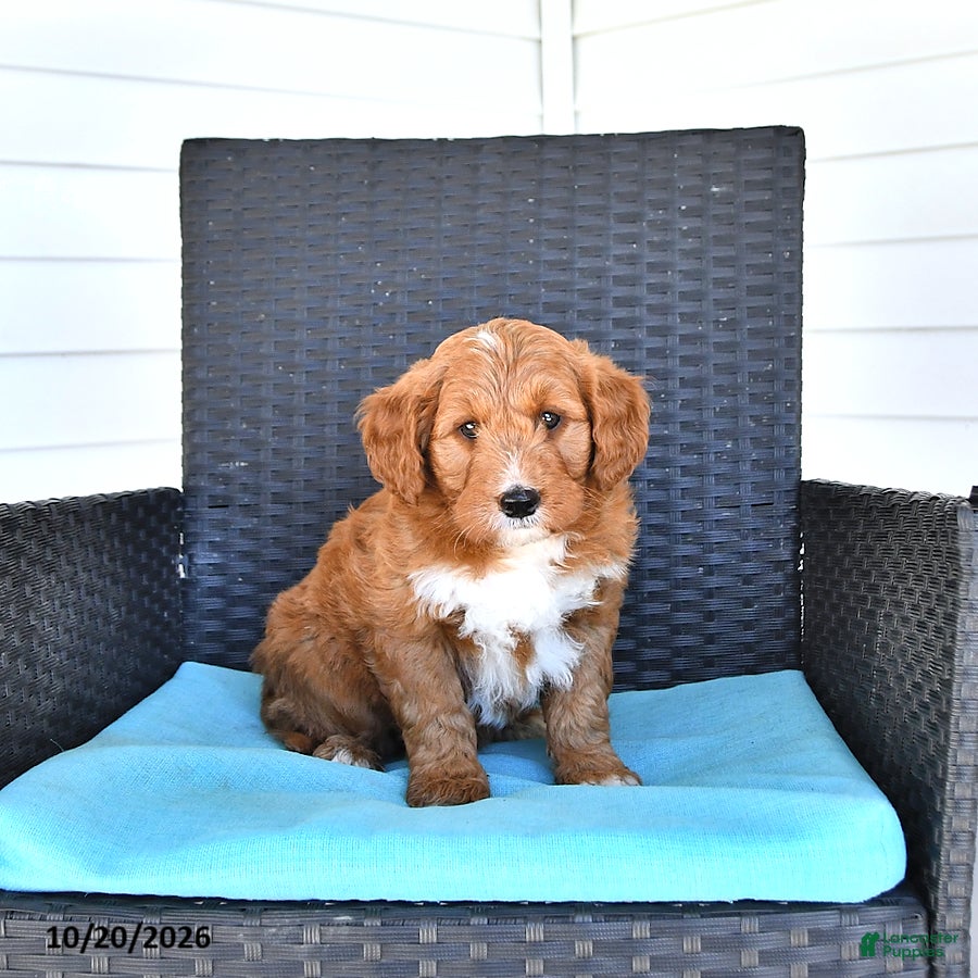 Goldendoodle dogs Jordan - Ad 2