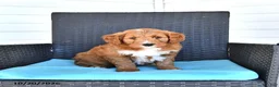 Goldendoodle dogs for sale: Jordan - Ad 2