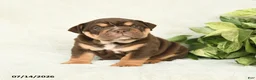 English Bulldog dogs for sale: Teeka - Ad 4