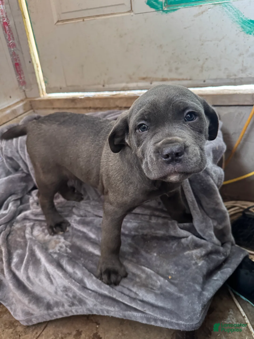 Cane Corso dogs for sale: Smoke  - Ad 2