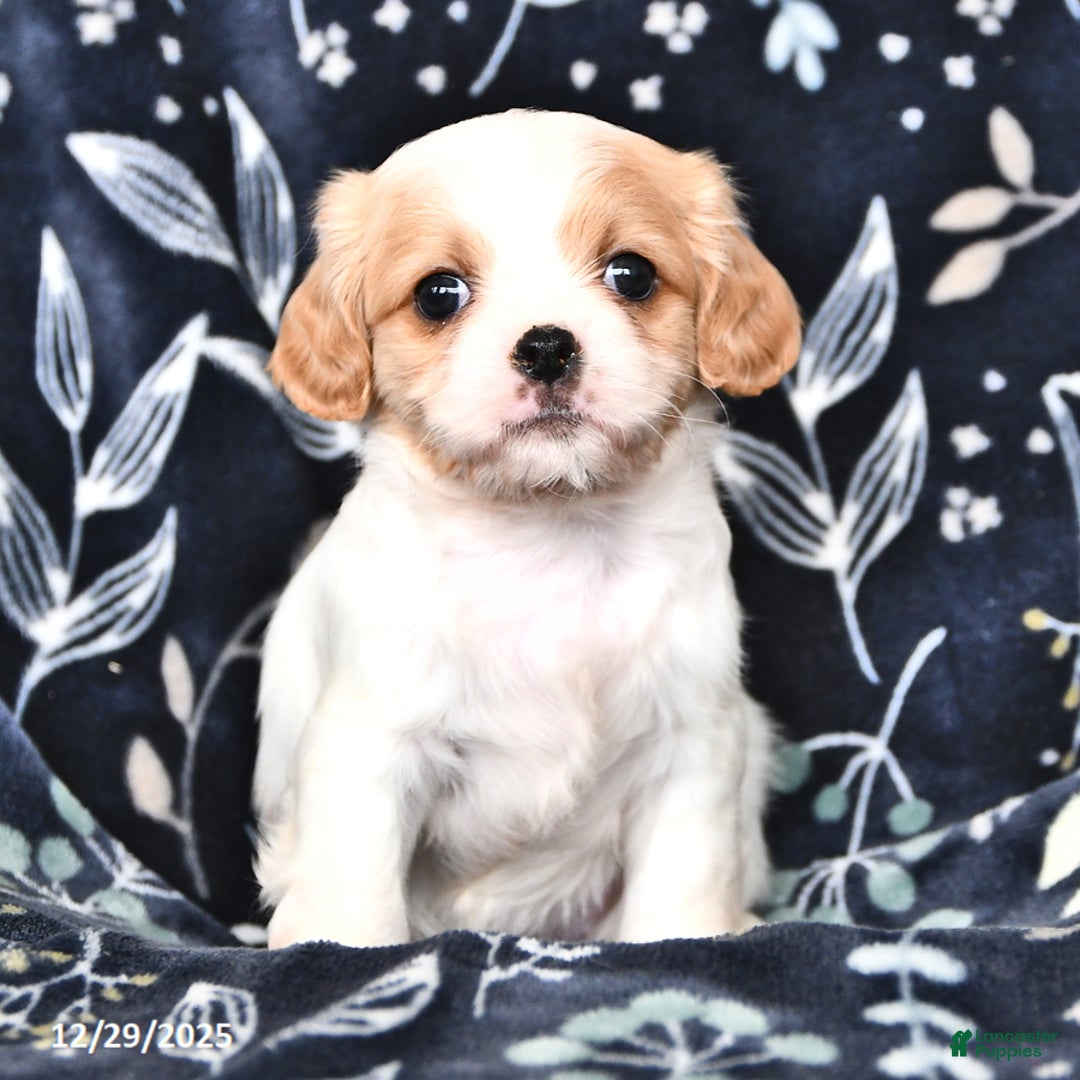 Mixed Breed dogs for sale: Bella   - Ad 3