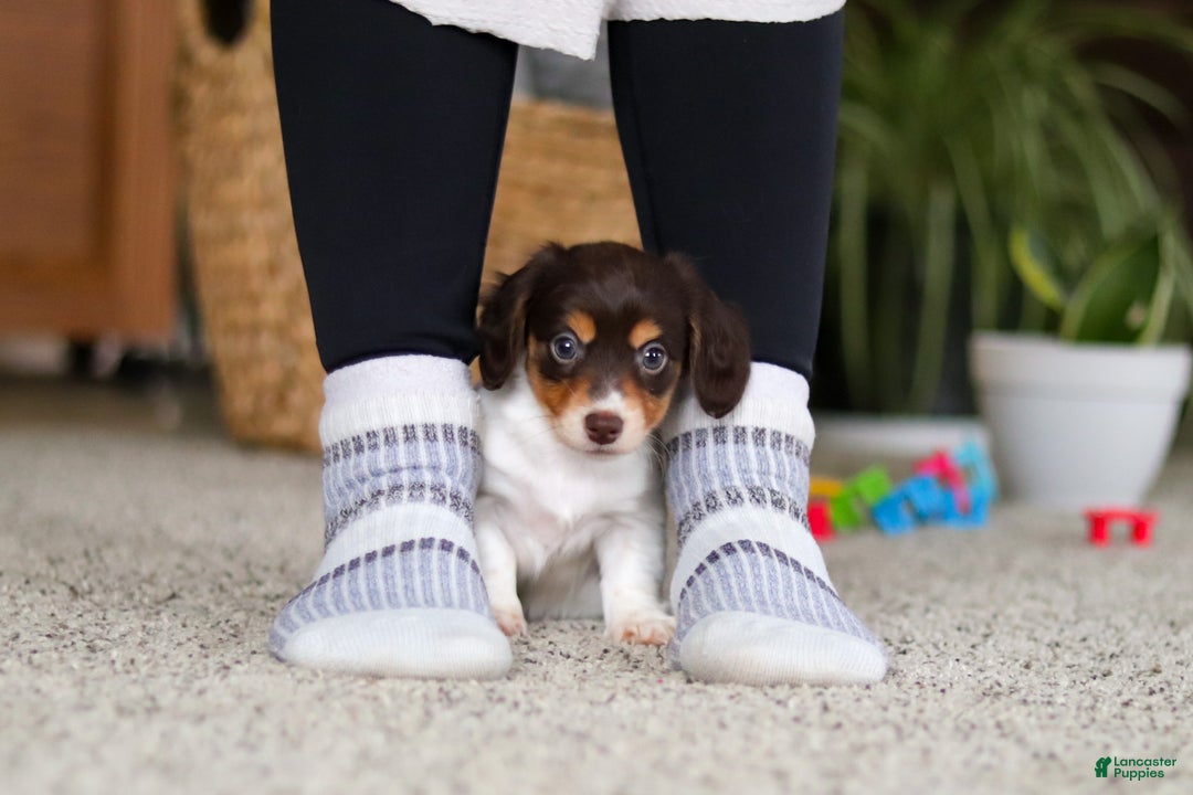 Miniature Dachshund dogs for sale: Stella - Ad 7