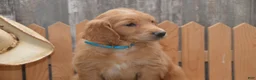 Goldendoodle dogs for sale: Branson - Ad 6