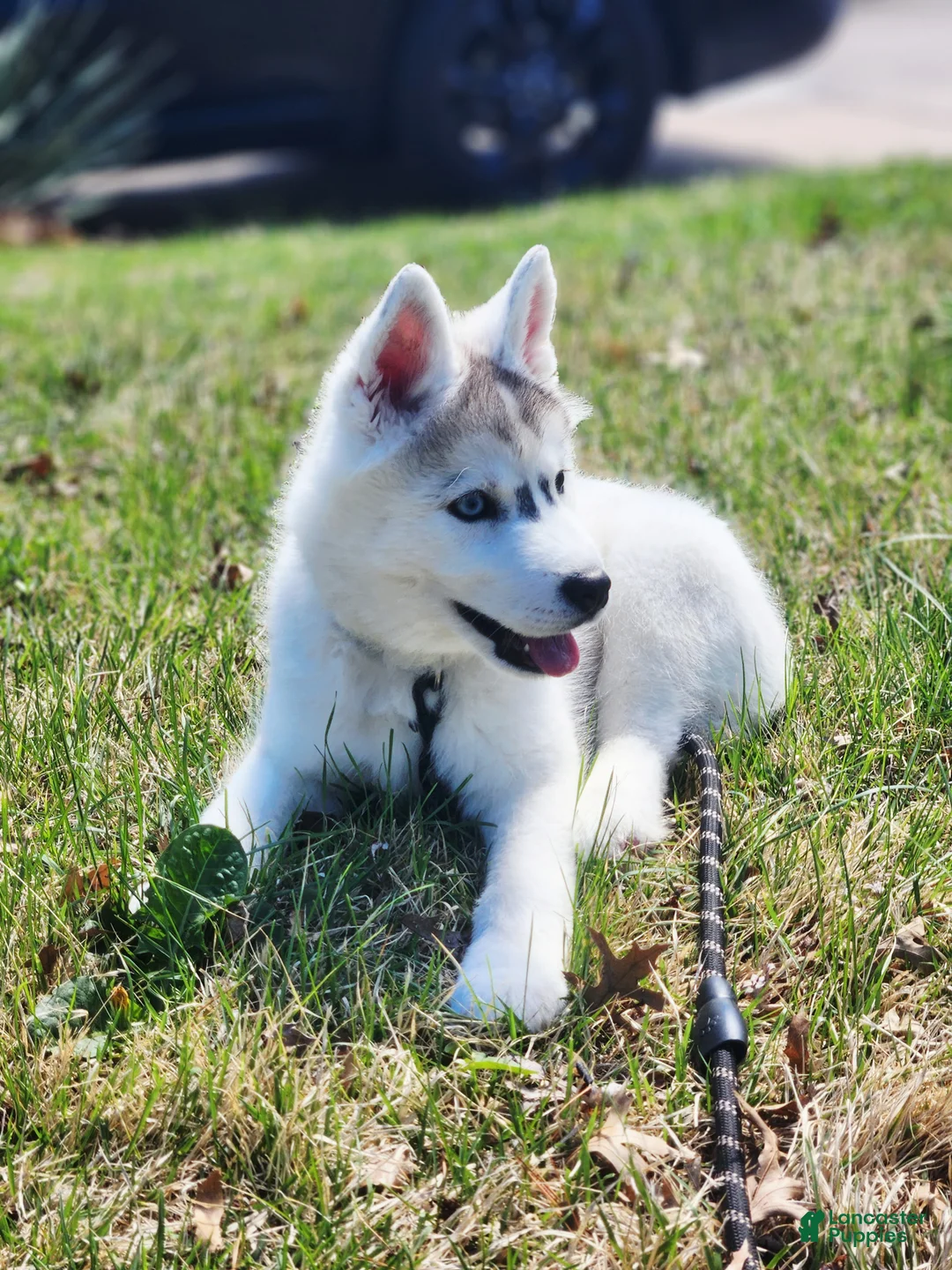 Siberian Husky dogs for sale: Balto - Ad 7