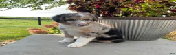 Mixed Breed dogs for sale: Bella - Ad 4