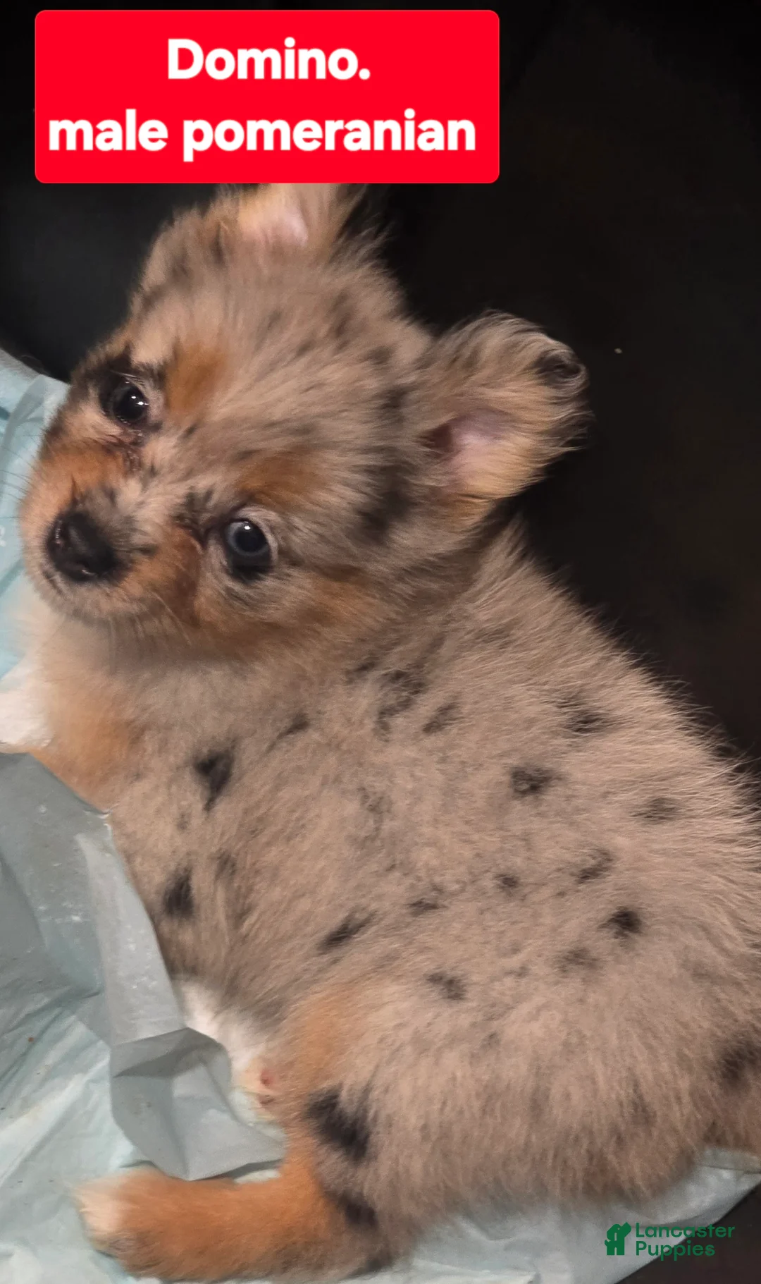 Pomeranian dogs for sale: Domino - Ad 1