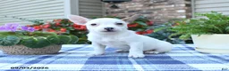 Jack Russell Terrier dogs for sale: Sonja - Ad 1