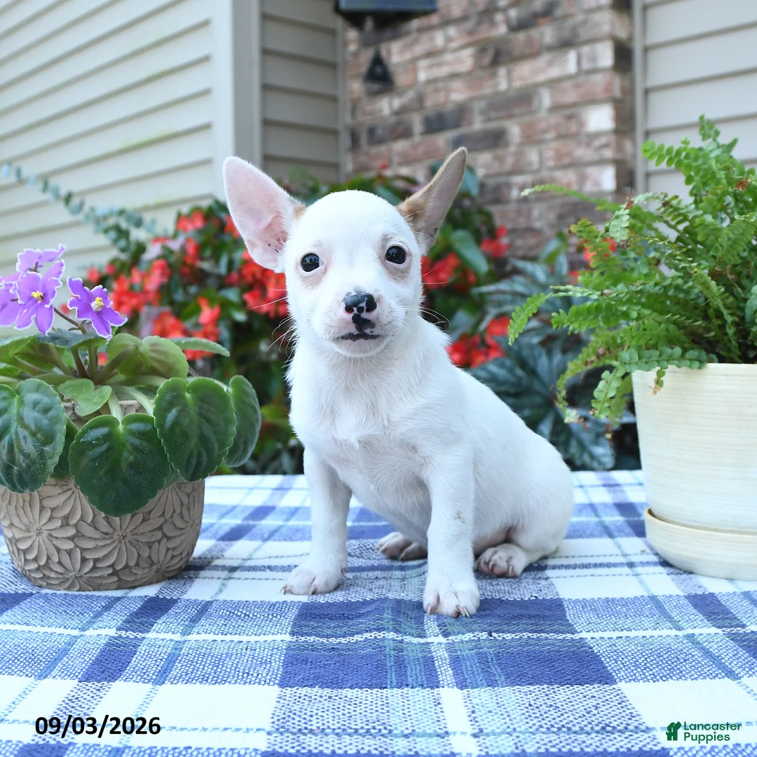 Jack Russell Terrier dogs for sale: Sonja - Ad 1
