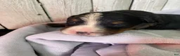 Bernese Mountain Dog dogs for sale: Timmy  - Ad 10