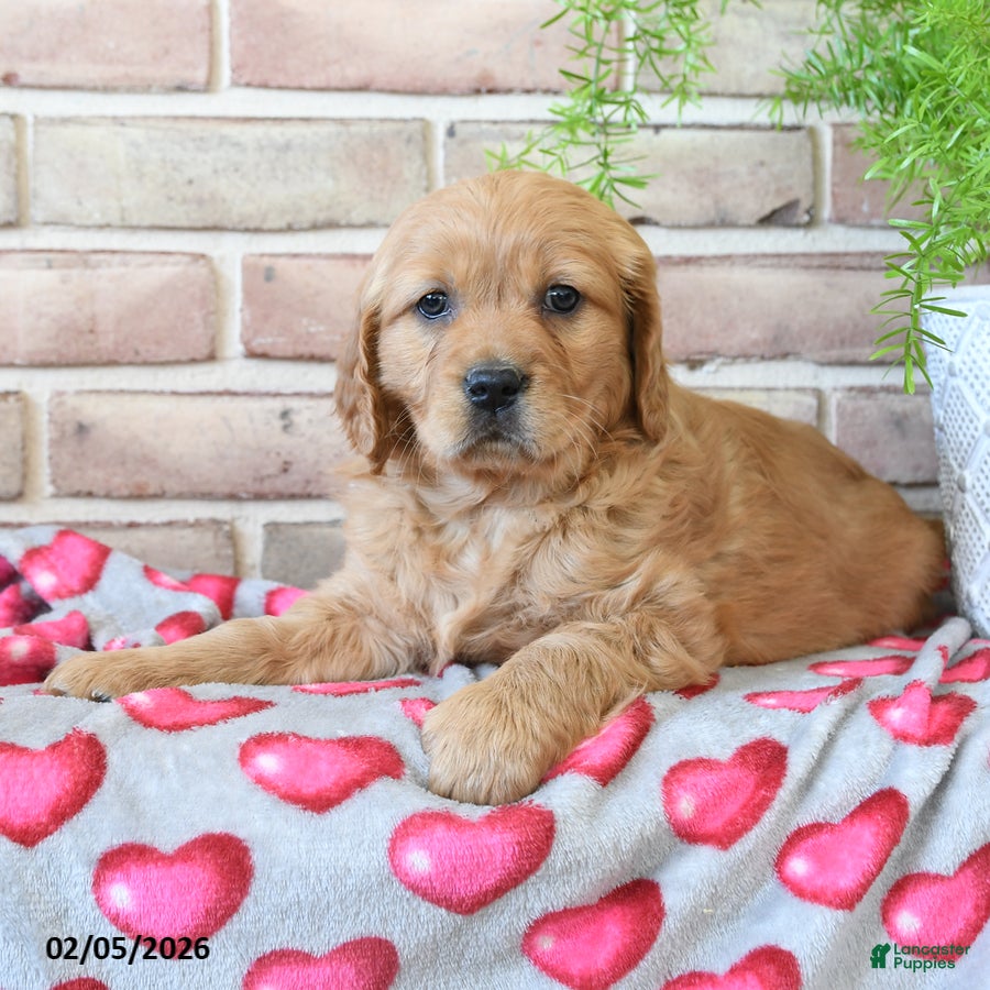 Miniature Golden Retriever dogs Candy - Ad 2