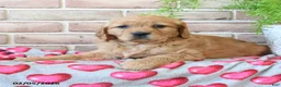 Miniature Golden Retriever dogs for sale: Candy - Ad 2