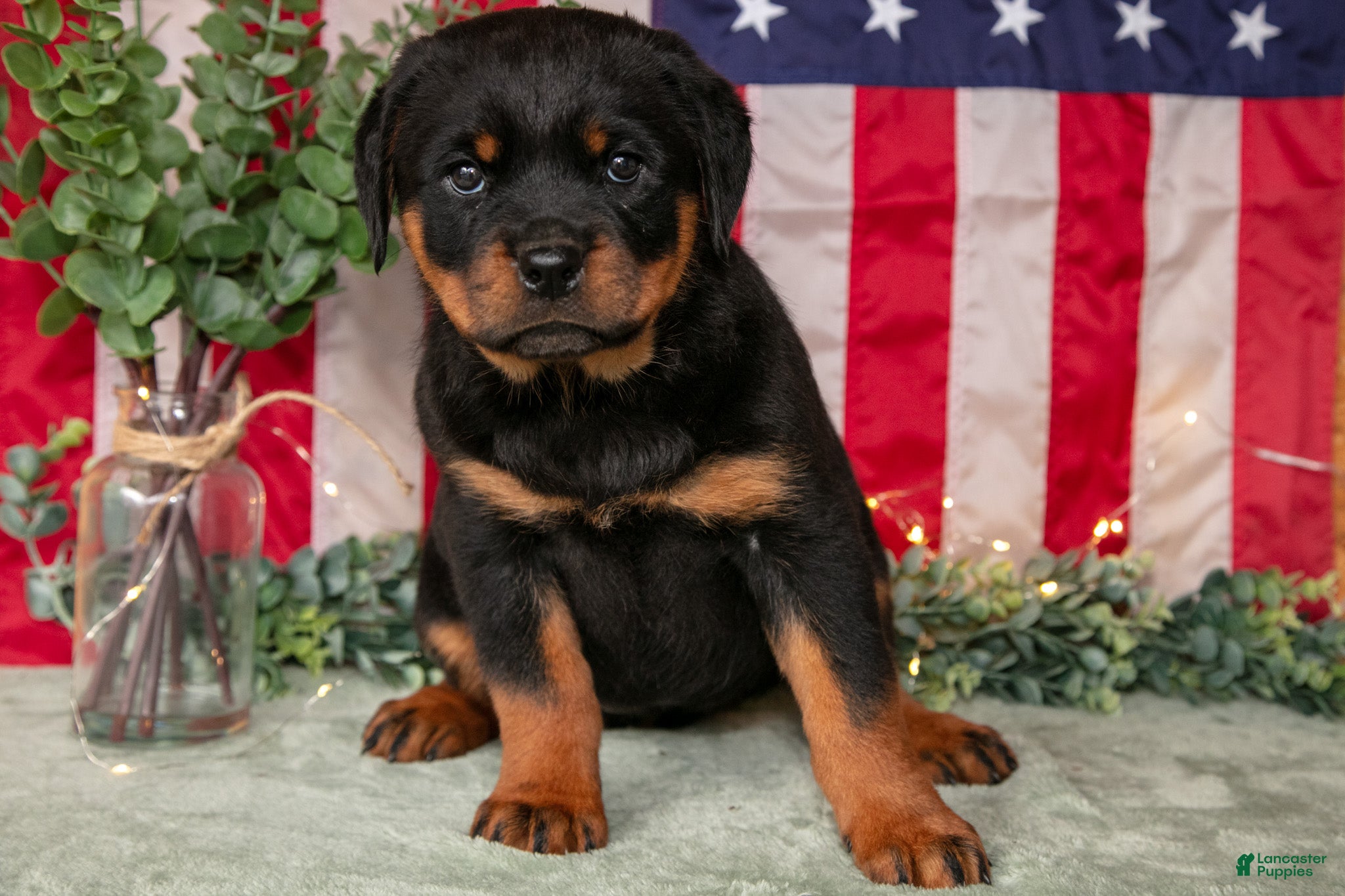 Rottweiler dogs Sassy - Ad 2