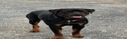 Rottweiler dogs for sale: Indie - Ad 7