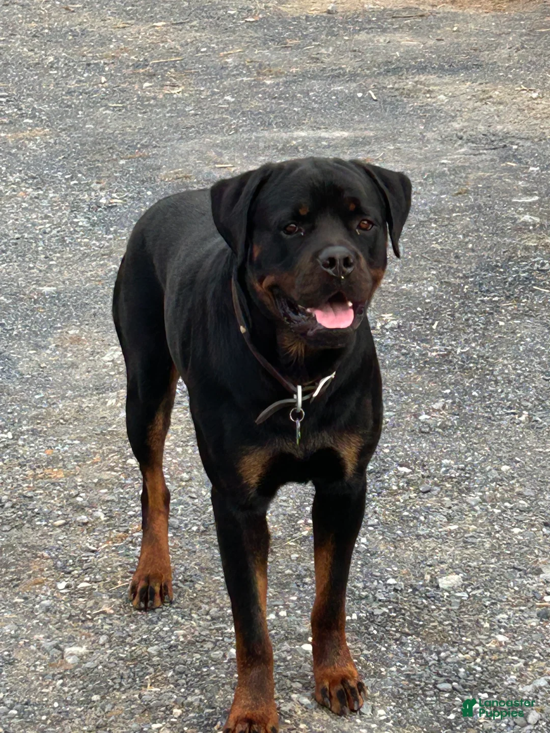 Rottweiler dogs for sale: Indie - Ad 7