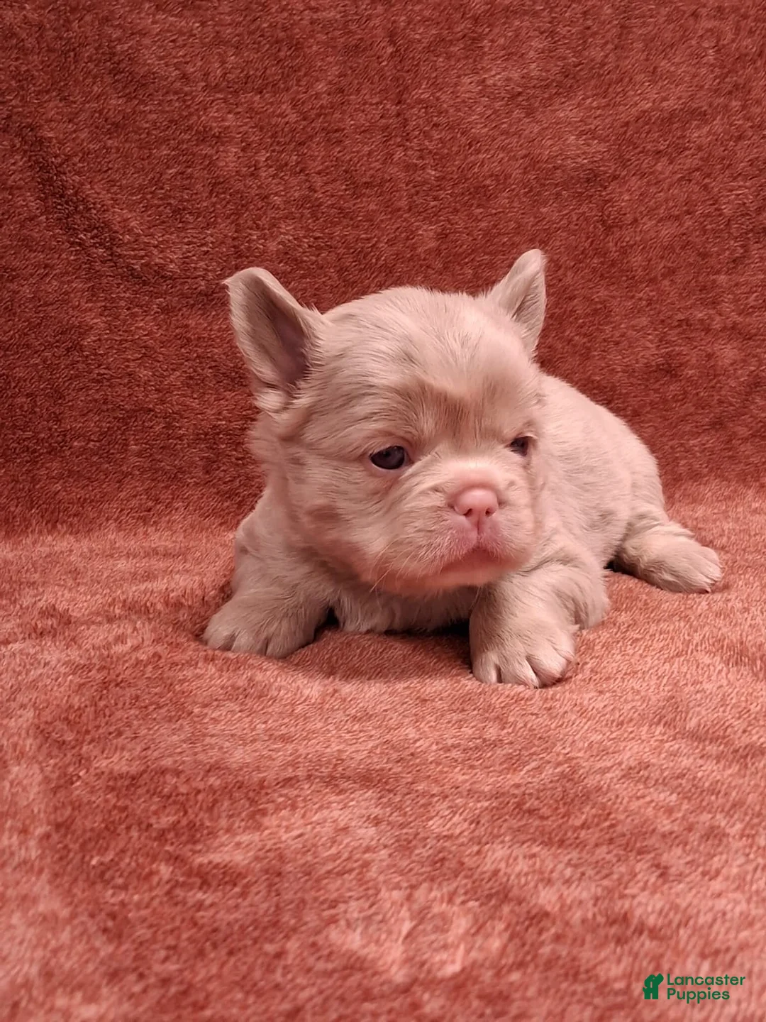 French Bulldog dogs for sale: Thistle - Ad 1