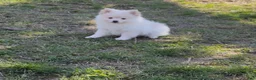 Pomeranian dogs for sale: Suede  - Ad 13