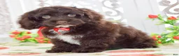 Cockapoo dogs for sale: Claudia - Ad 7