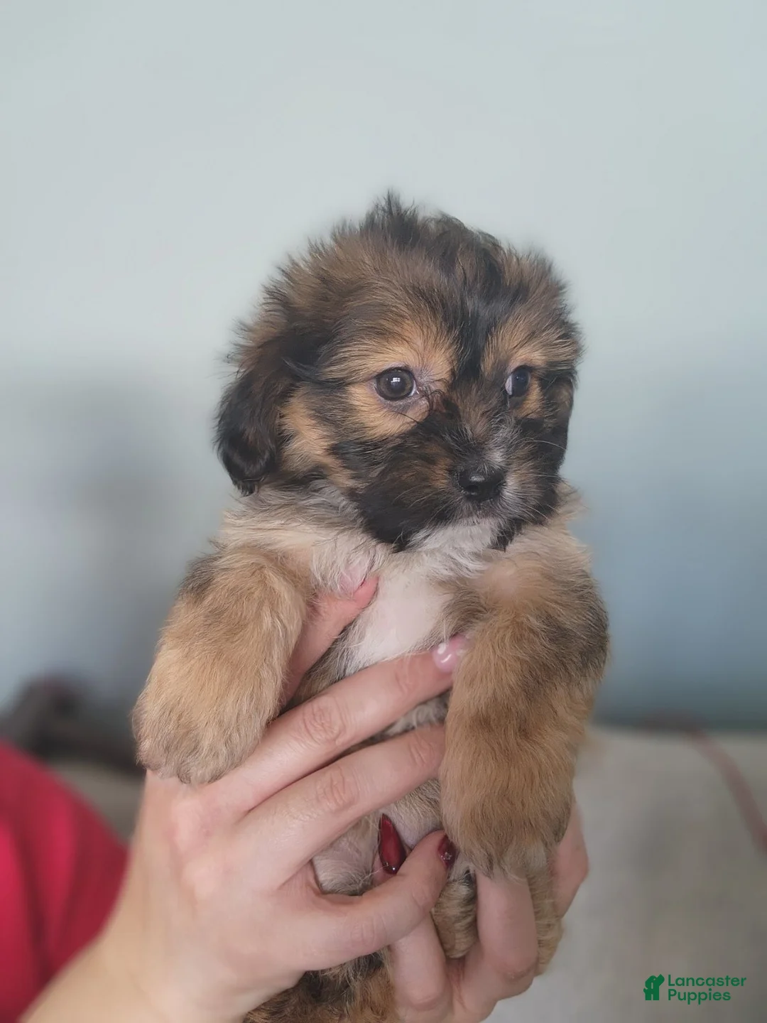 Teddy Bear dogs for sale: Teddy Bear Puppy 4 - Ad 1