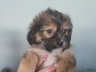 Teddy Bear dogs Teddy Bear Puppy 4 - Ad 41