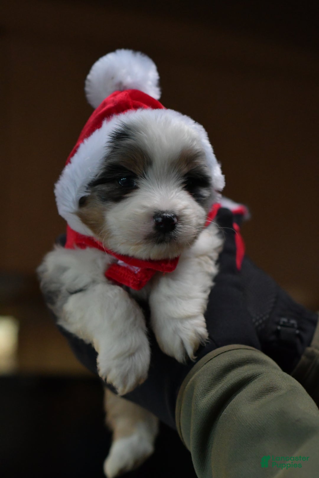 Mini Aussiedoodle dogs for sale: Cash - Ad 17