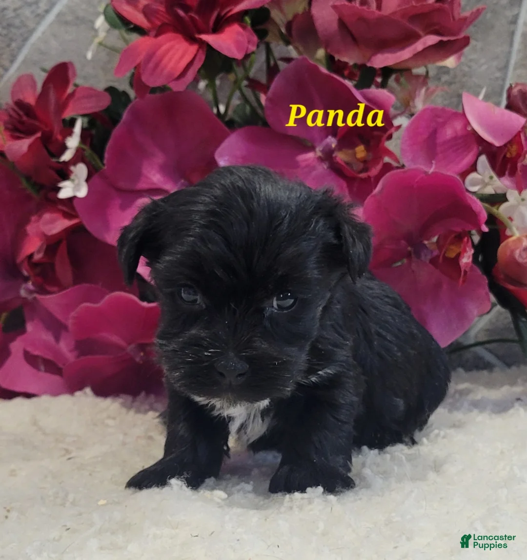 Morkie dogs for sale: Panda - Ad 2