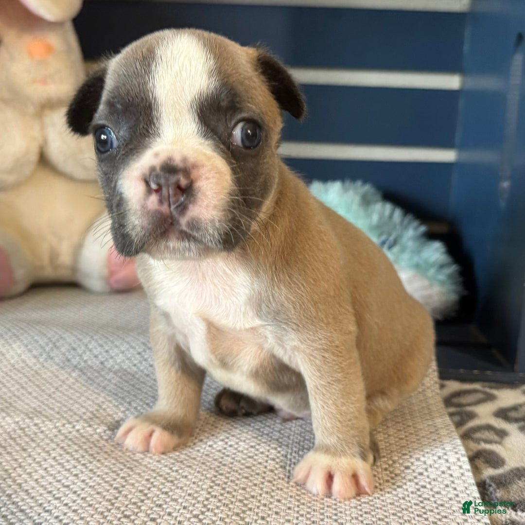 French Bulldog dogs for sale: Alex - Ad 22